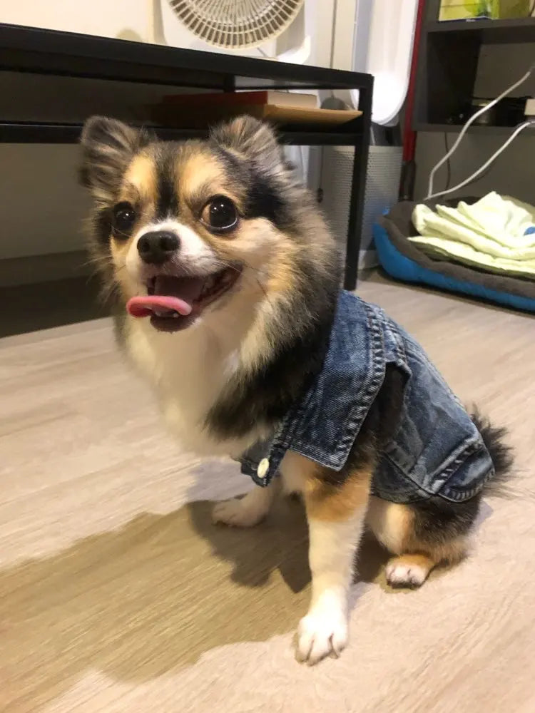 Trendy Cowboy Dog Jacket