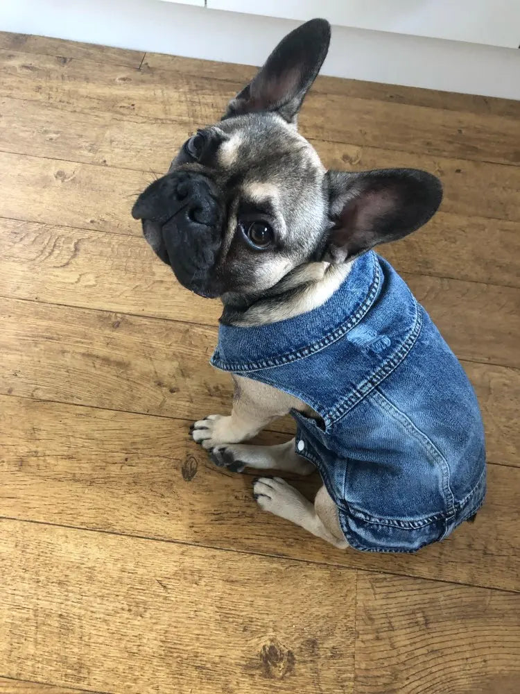 Trendy Cowboy Dog Jacket