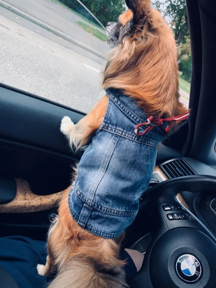 Trendy Cowboy Dog Jacket