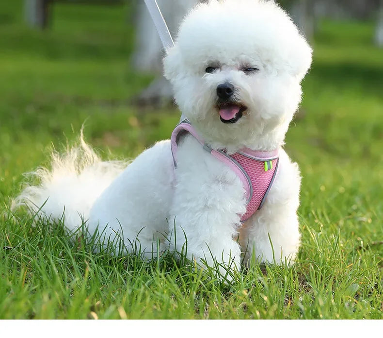 Versatile Dog Harness for All Breeds