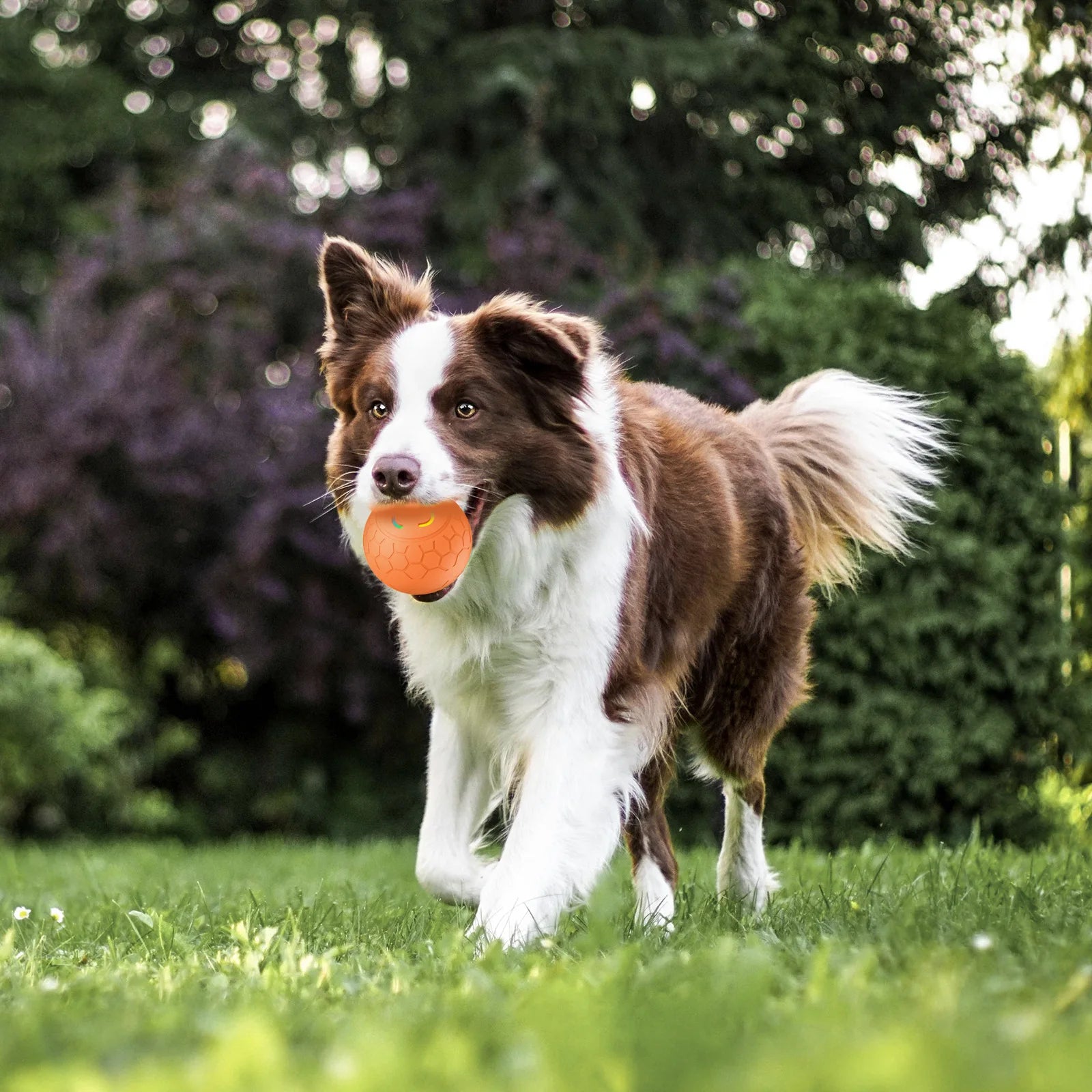 Interactive LED Dog Toy Ball
