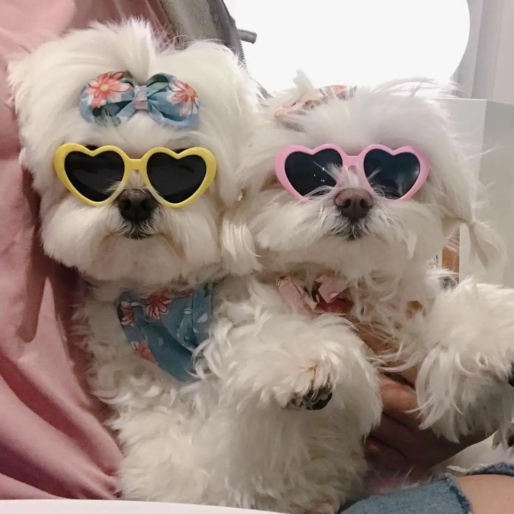 Trendy Pet Sunglasses