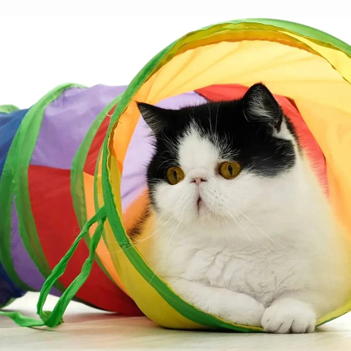 Rainbow Cat Tunnel
