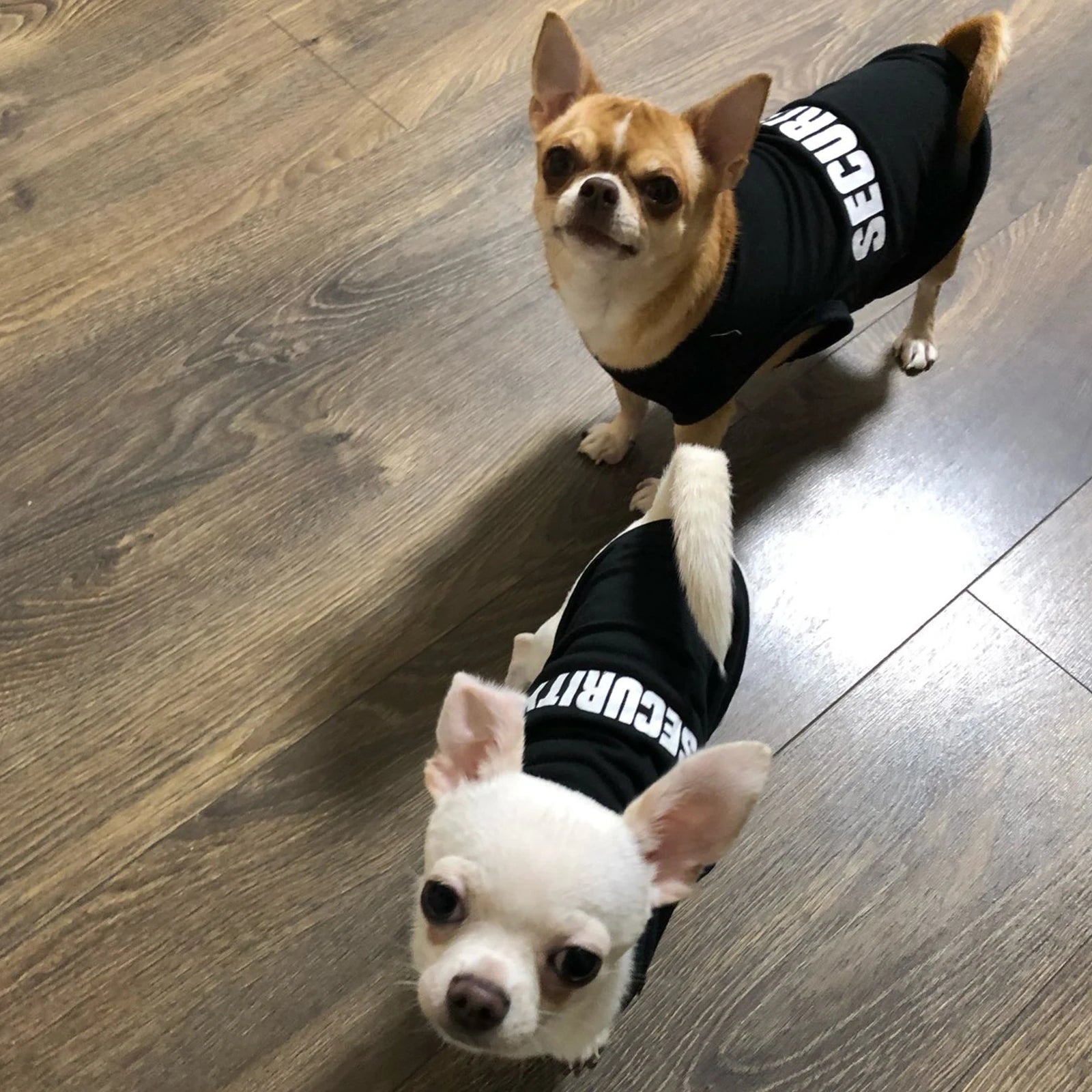 Summer Pet Vest for Small Dogs