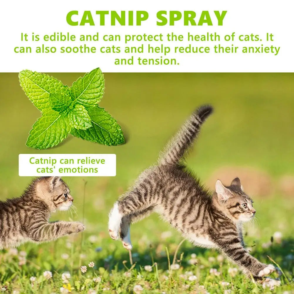 Calming Cat Mint Spray