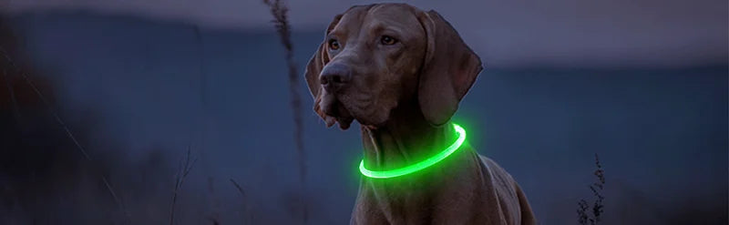 Glow in the Dark Dog Collar